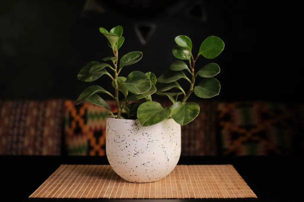 DETERMINING THE RIGHT LIGHT OF YOUR SPACE FOR YOUR PLANT.